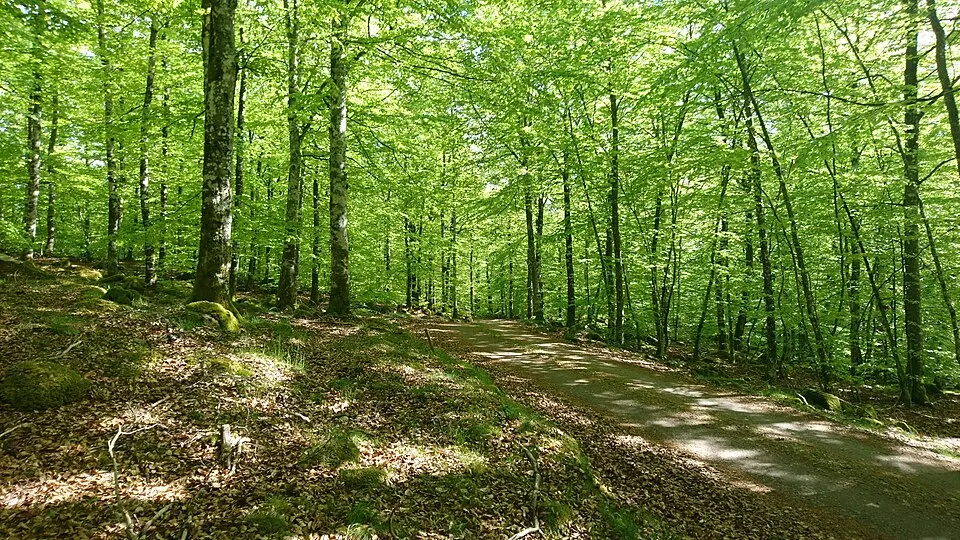 Lundsbo bokskog