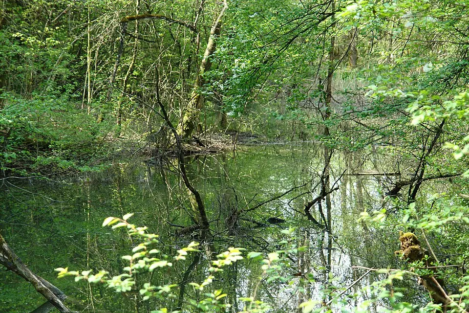 Lurchweiher