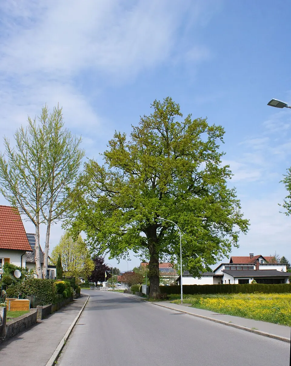 Obrázok: Asurnipal · CC BY-SA 4.0 Natural monument Quercus robur (Lustenau - Hasenfeld)