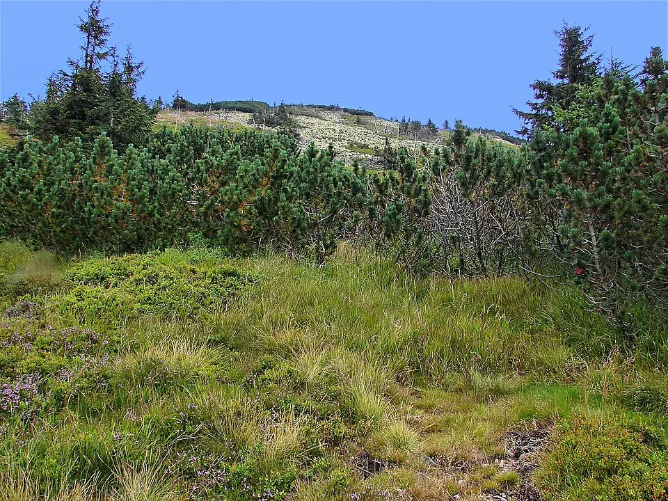 Bild: Maoman · CC BY-SA 3.0 Lysá hora (Riesengebirge)