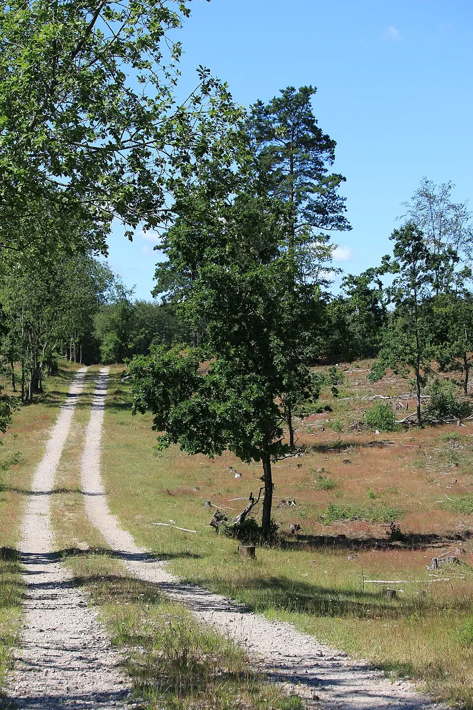 Maglehem