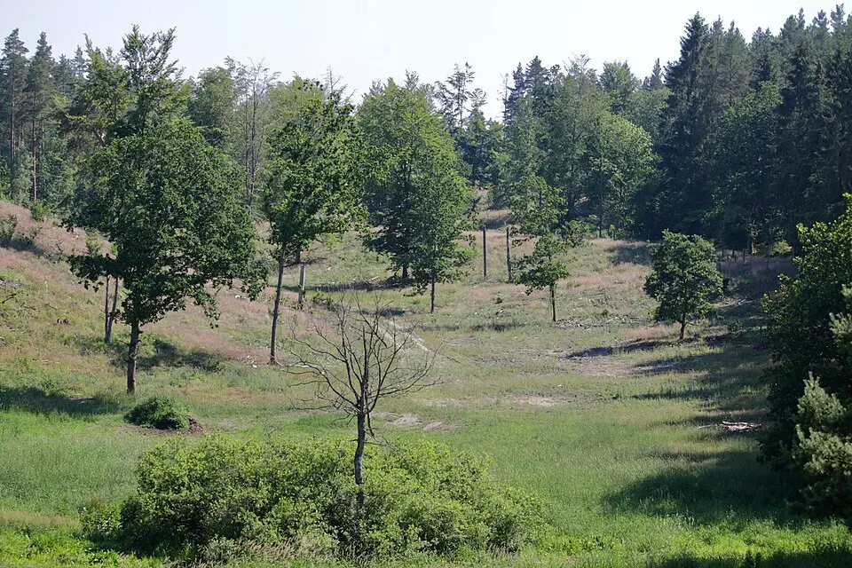 Maglehems Ora