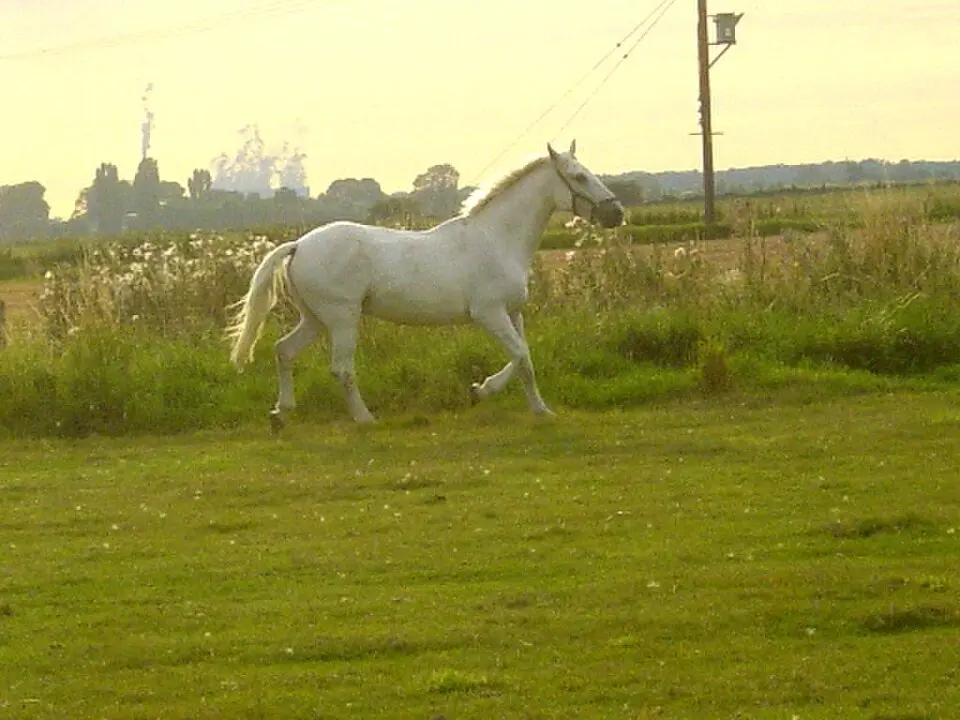 Goole Fields