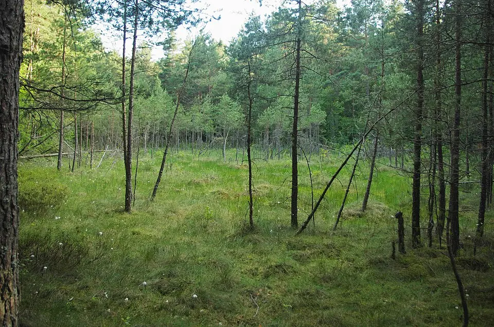 Alebäckakärret