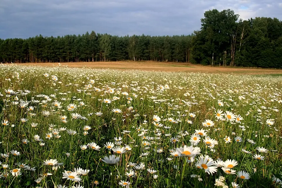 Naturpark Dübener Heide