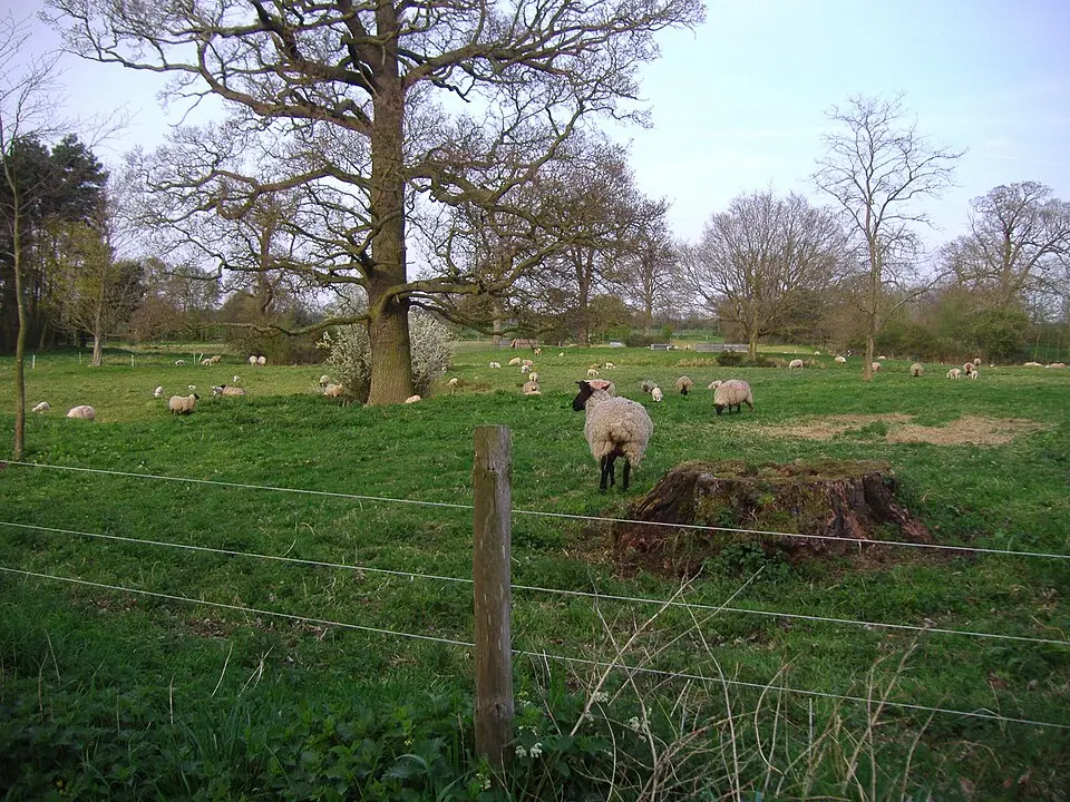 Alethorpe