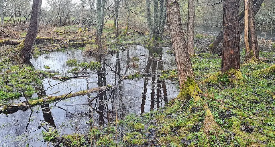 Markaskogen