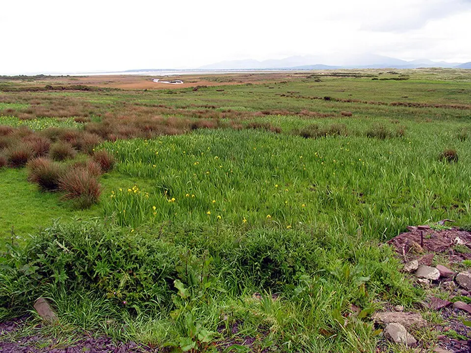 Dingle Marshes