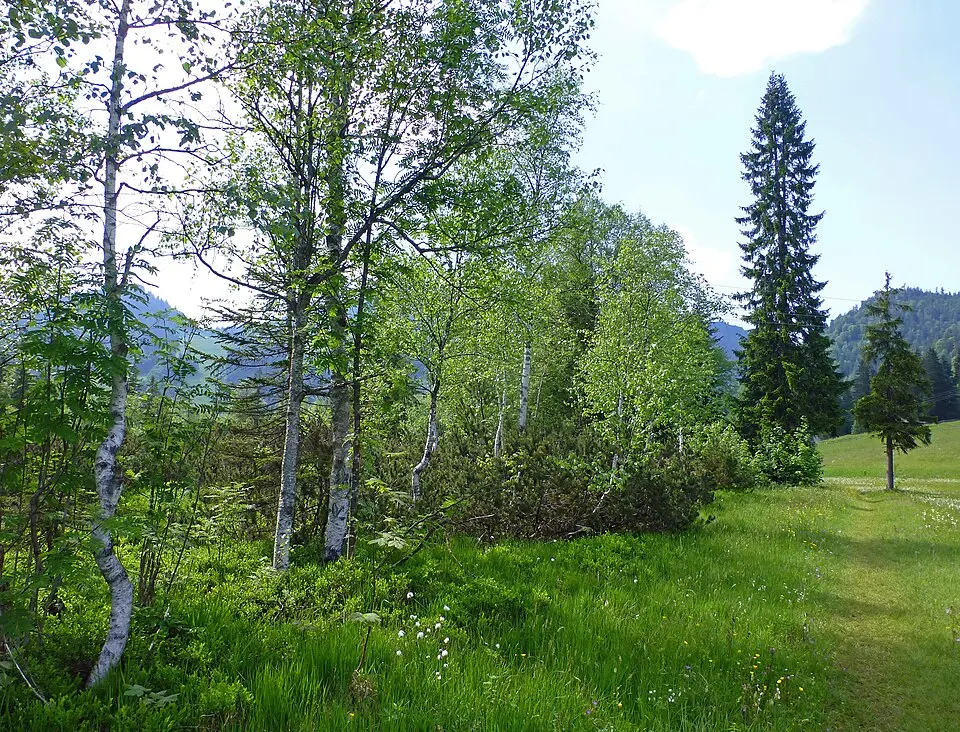 Bild: Wald1siedel · CC BY-SA 3.0 AT Mäanderhochmoor im Heutal