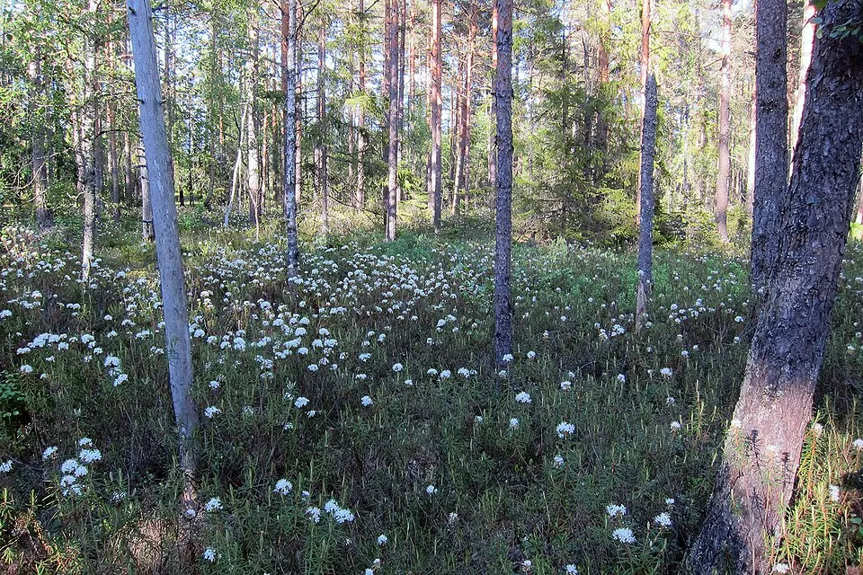 Kroxnäs naturreservat