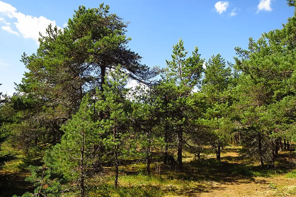Liiva-Putla looduskaitseala