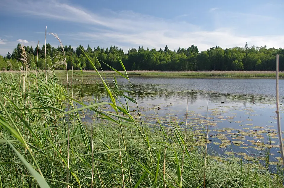 Mårbykärret