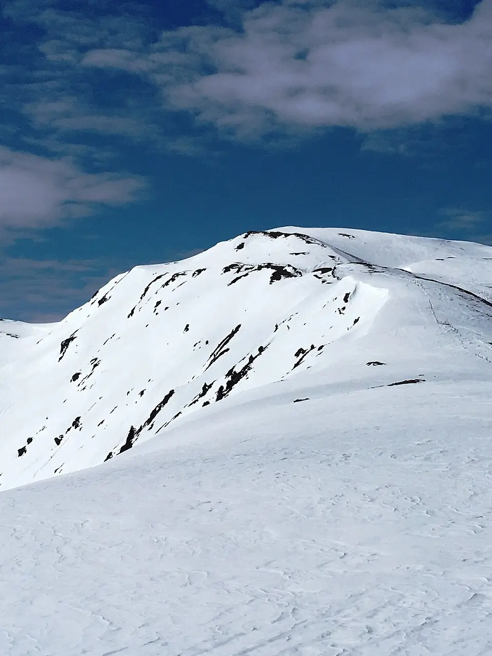 Müllachgeier