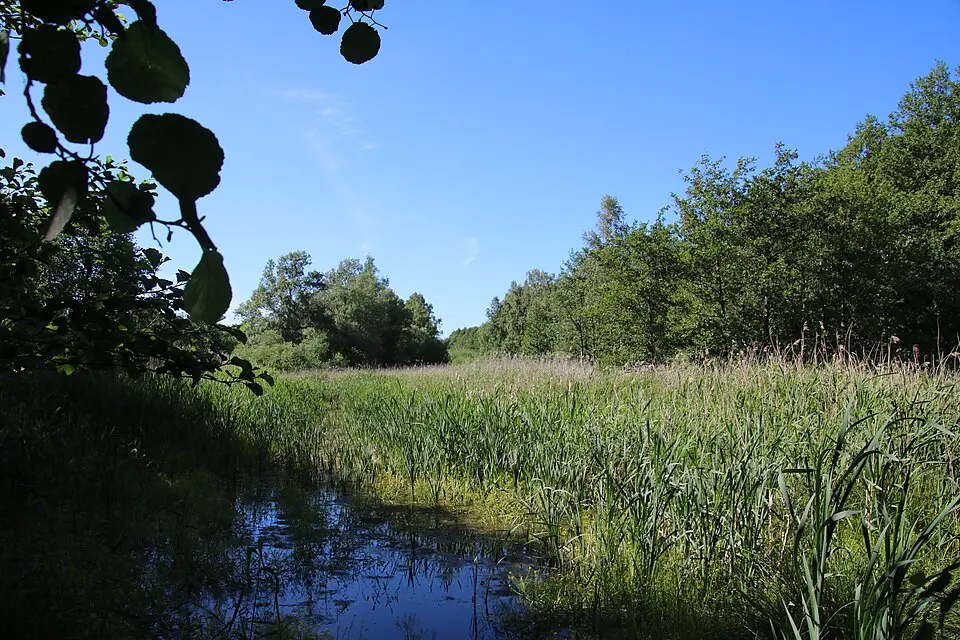 Alkärret i Haboljung