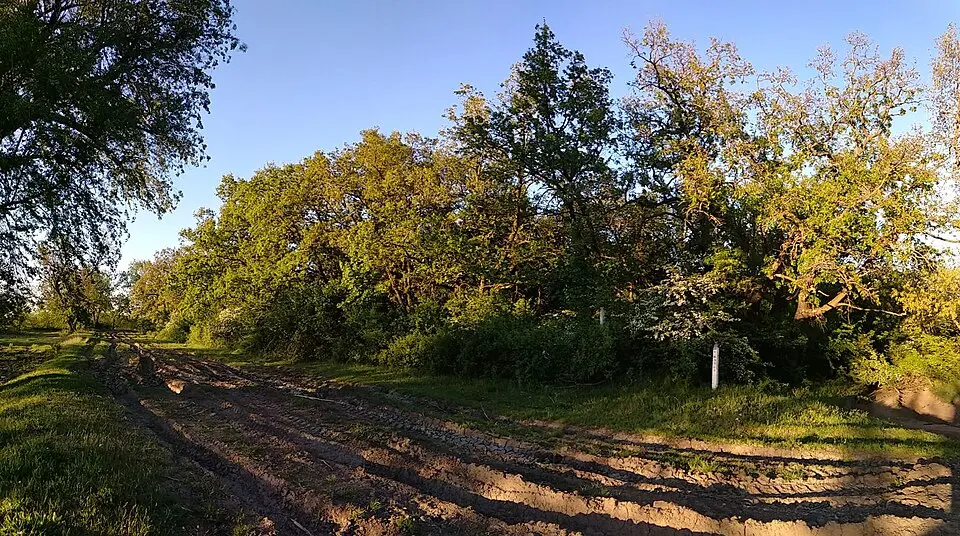 Baurci
