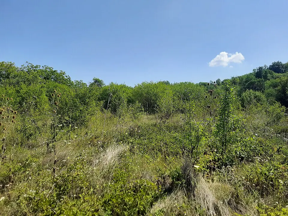 Așezare - Horodca - II