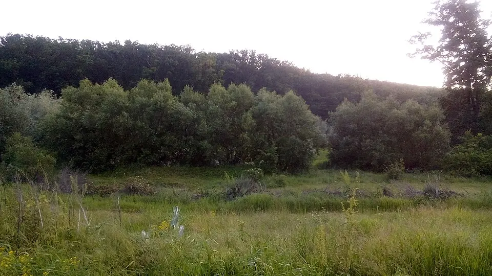 Sector-etalon de pădure