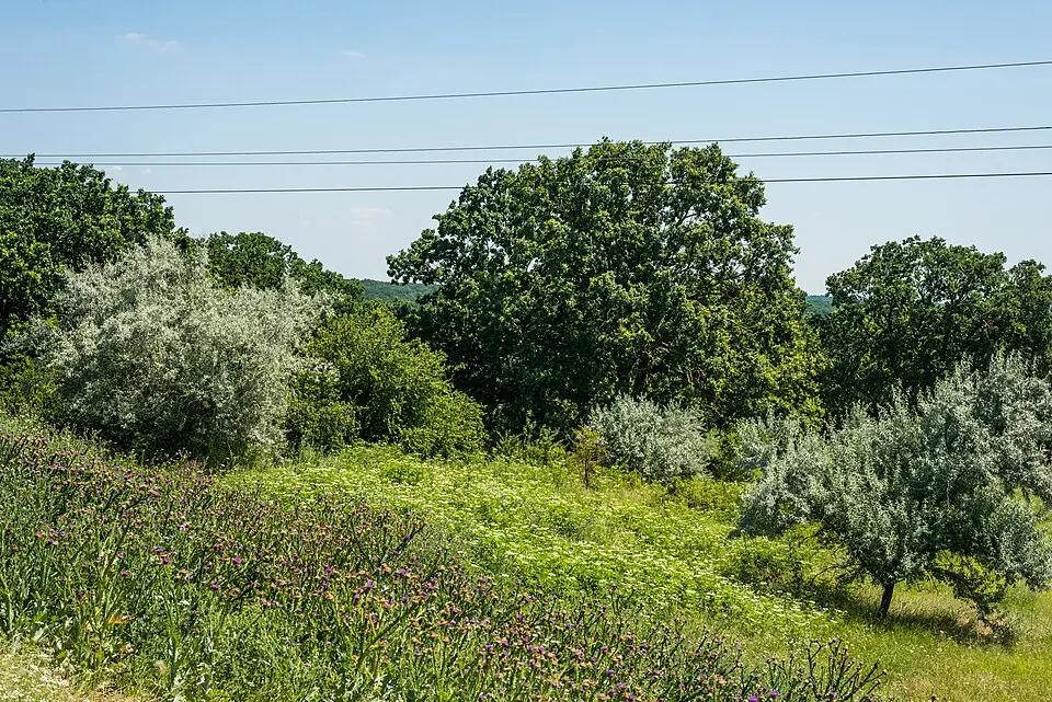 Ostianova