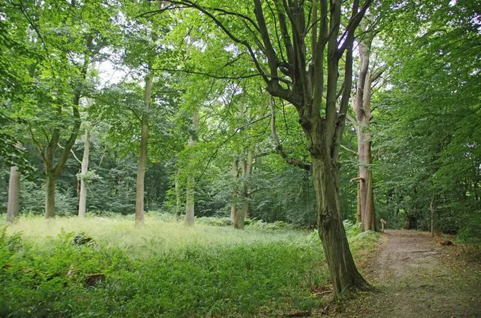 Hoddesdon Park Wood moated site, Hoddesdon