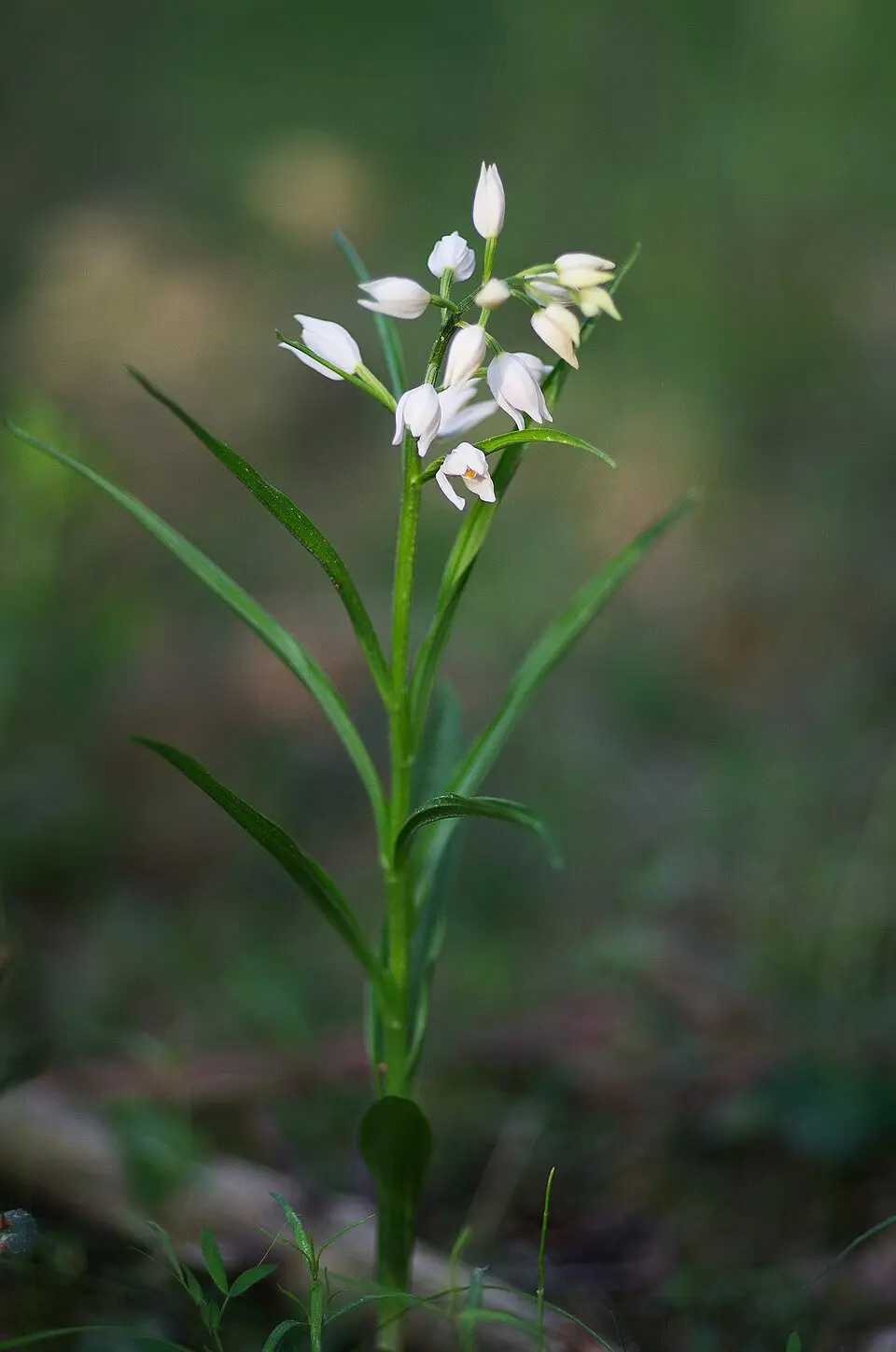 Mulde naturreservat