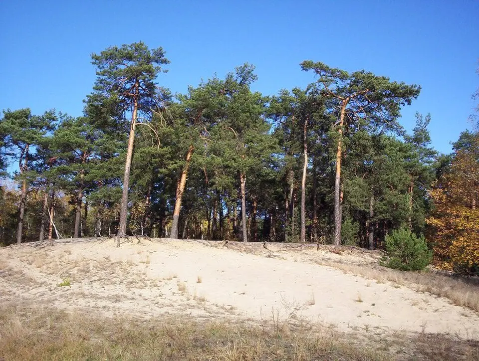Międzyborów