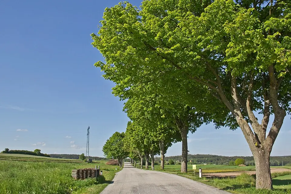 Allee zwischen Haslau und Seyfrieds