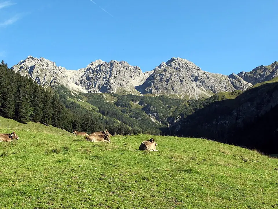 Schafalpenköpfe