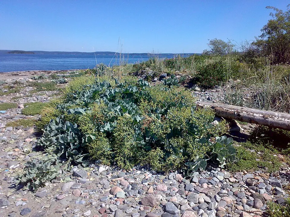Mølen naturreservat