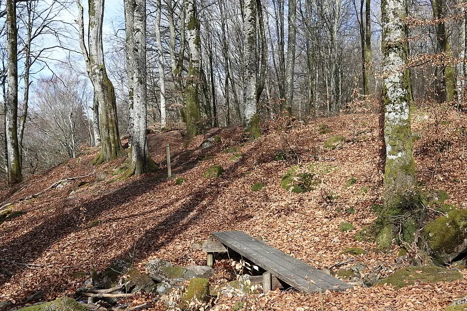 Molla bokskog