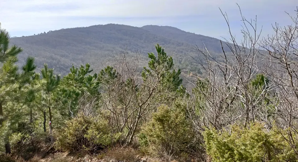 Monte Colma