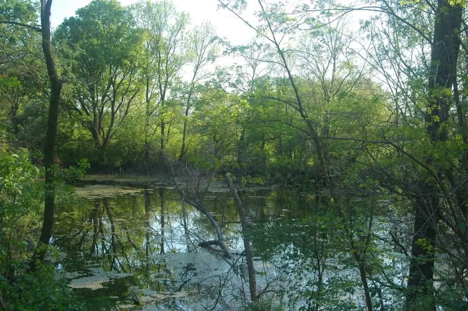 Image: Stanislav Doronenko · CC BY 2.5 Záhorie Protected Landscape Area
