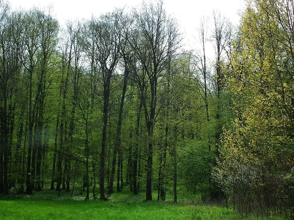 Grodzisko w Duninie