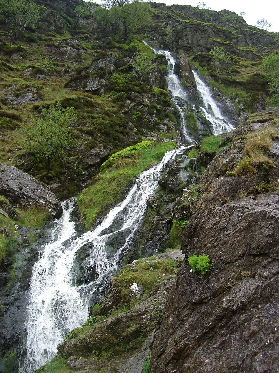 Moss Force