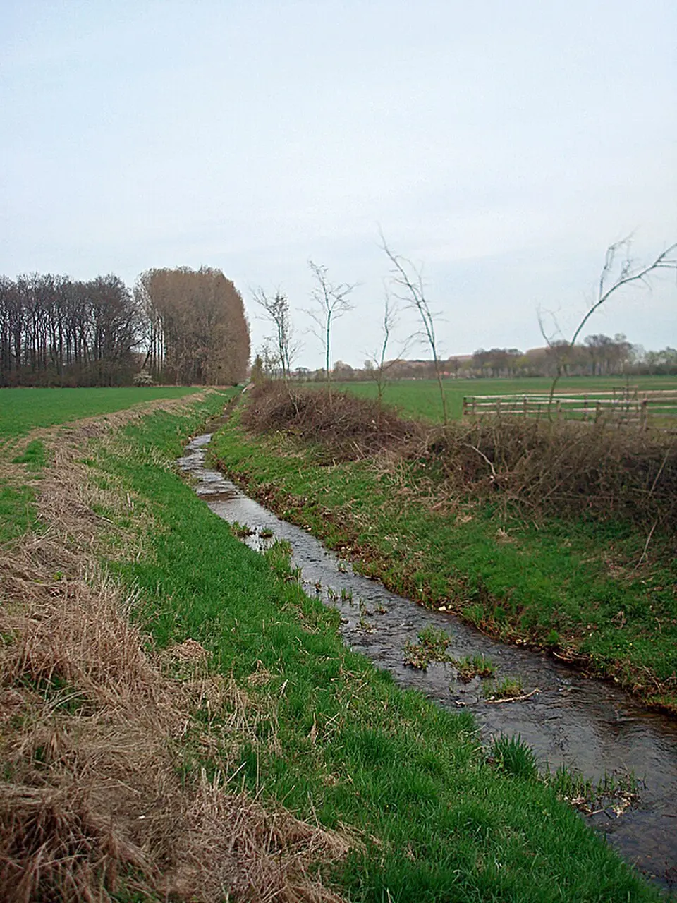 Liese