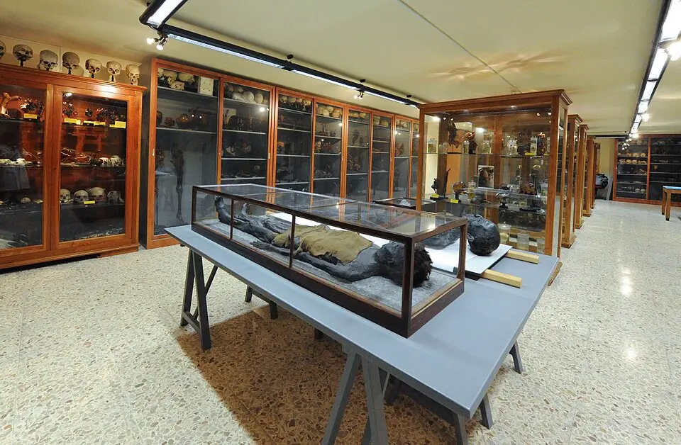 Museo di Anatomia Umana "Filippo Civinini"