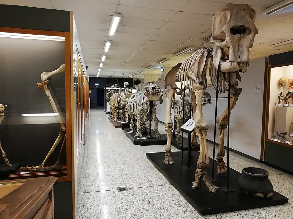 musée de zoologie Auguste-Lameere