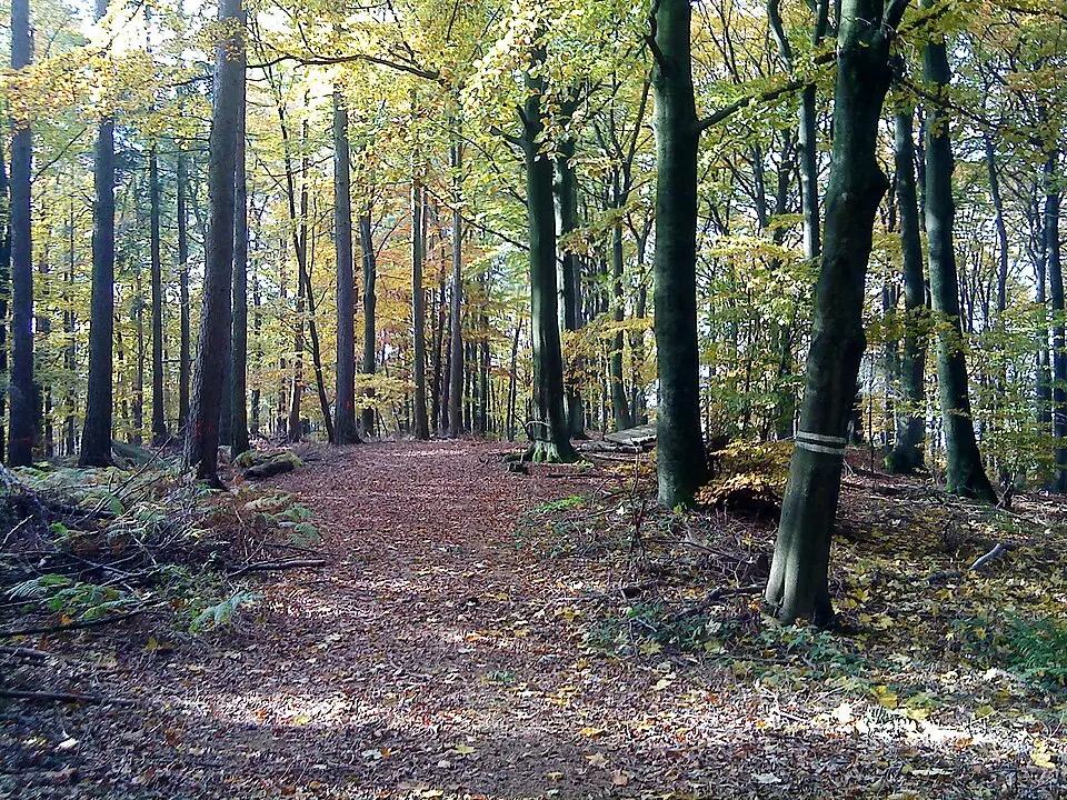 Schöllkrippener Forst