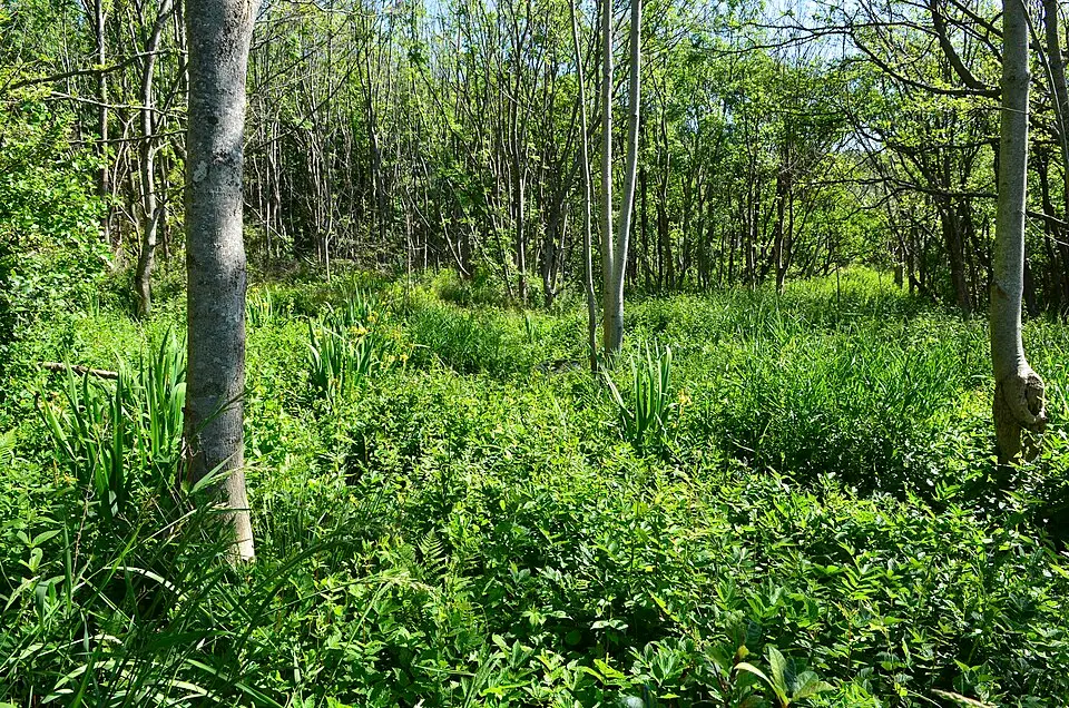 Nevlungstranda naturreservat