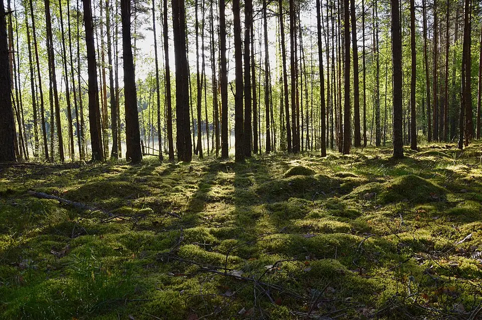 Värska vald