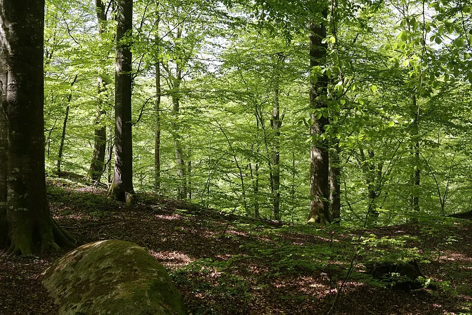 Nackarps naturreservat
