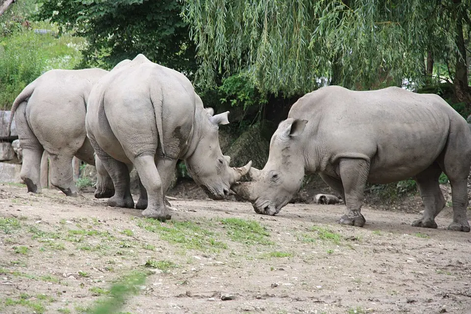 Zoo Salzburg