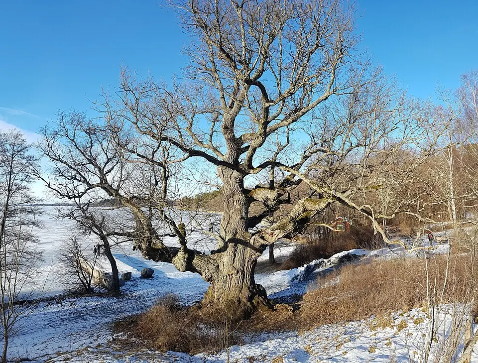 Görvälns naturreservat