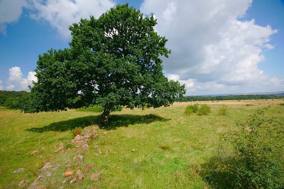 Knivsås-Borelund
