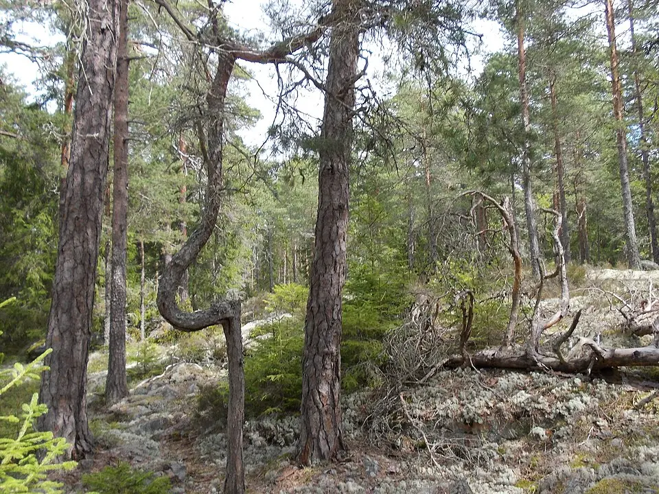 Skitåsen (Käglanbeståndet)