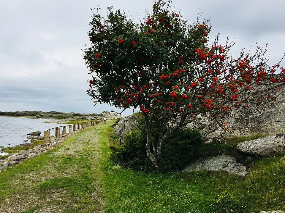Trossö-Kalvö-Lindö
