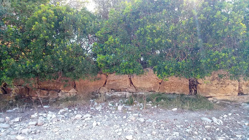Restos prehistóricos de Sa Vall de Son Macià (Es Puig)
