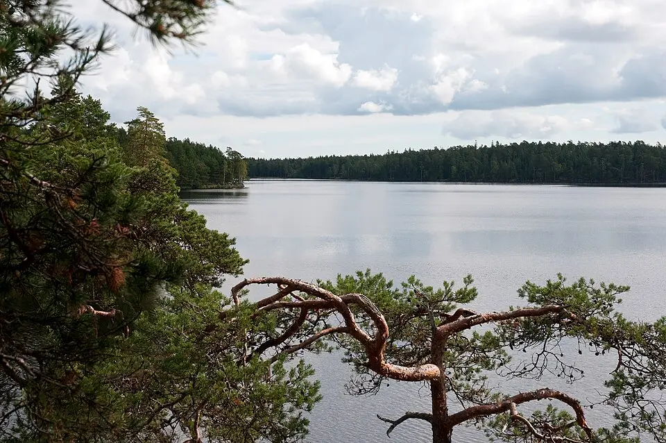 Nävsjöns naturreservat