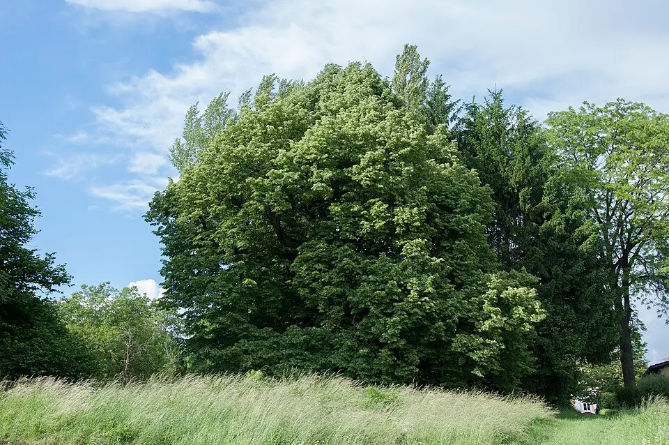Linde beim Schloss Rufling
