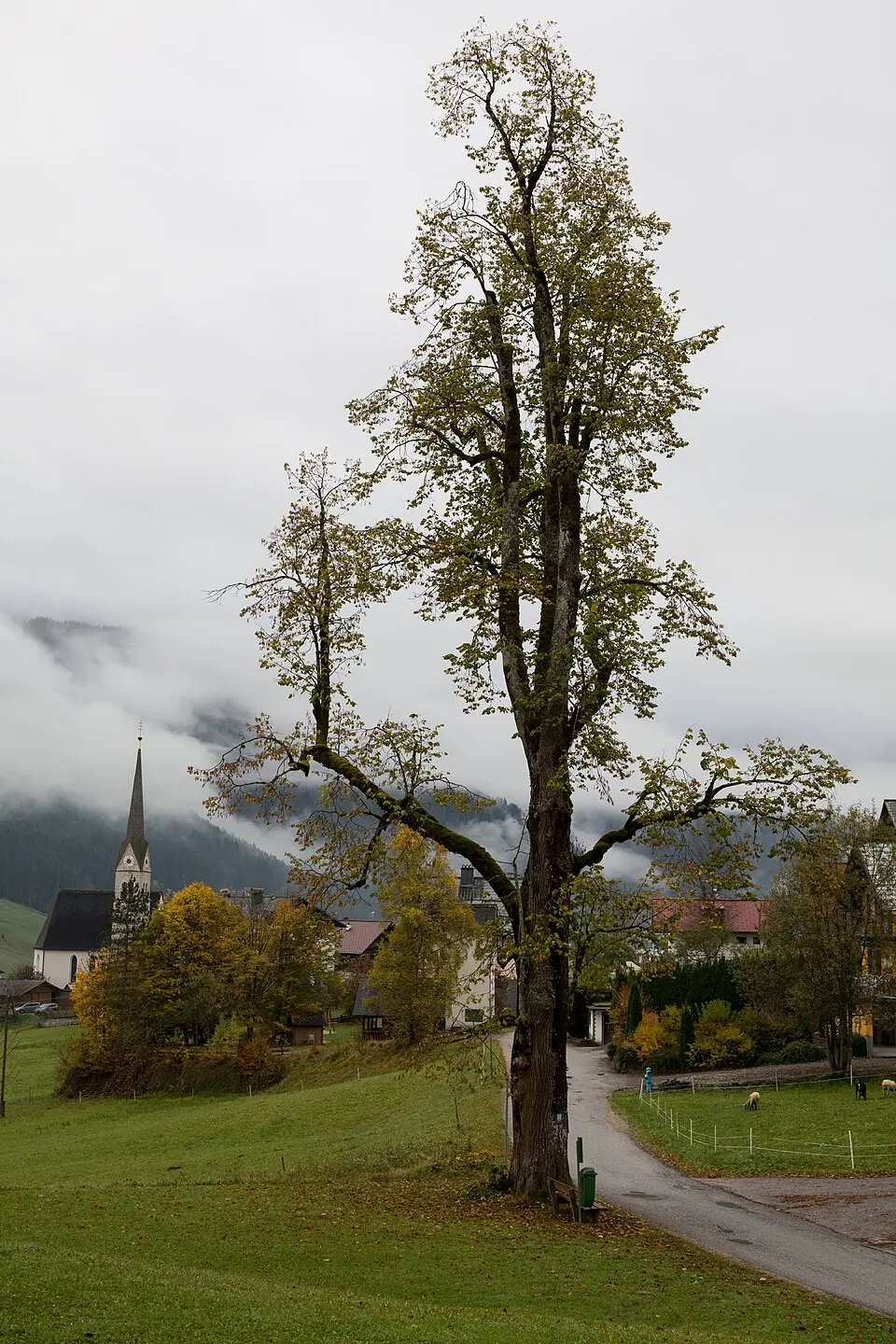 Schullinde in Gosau