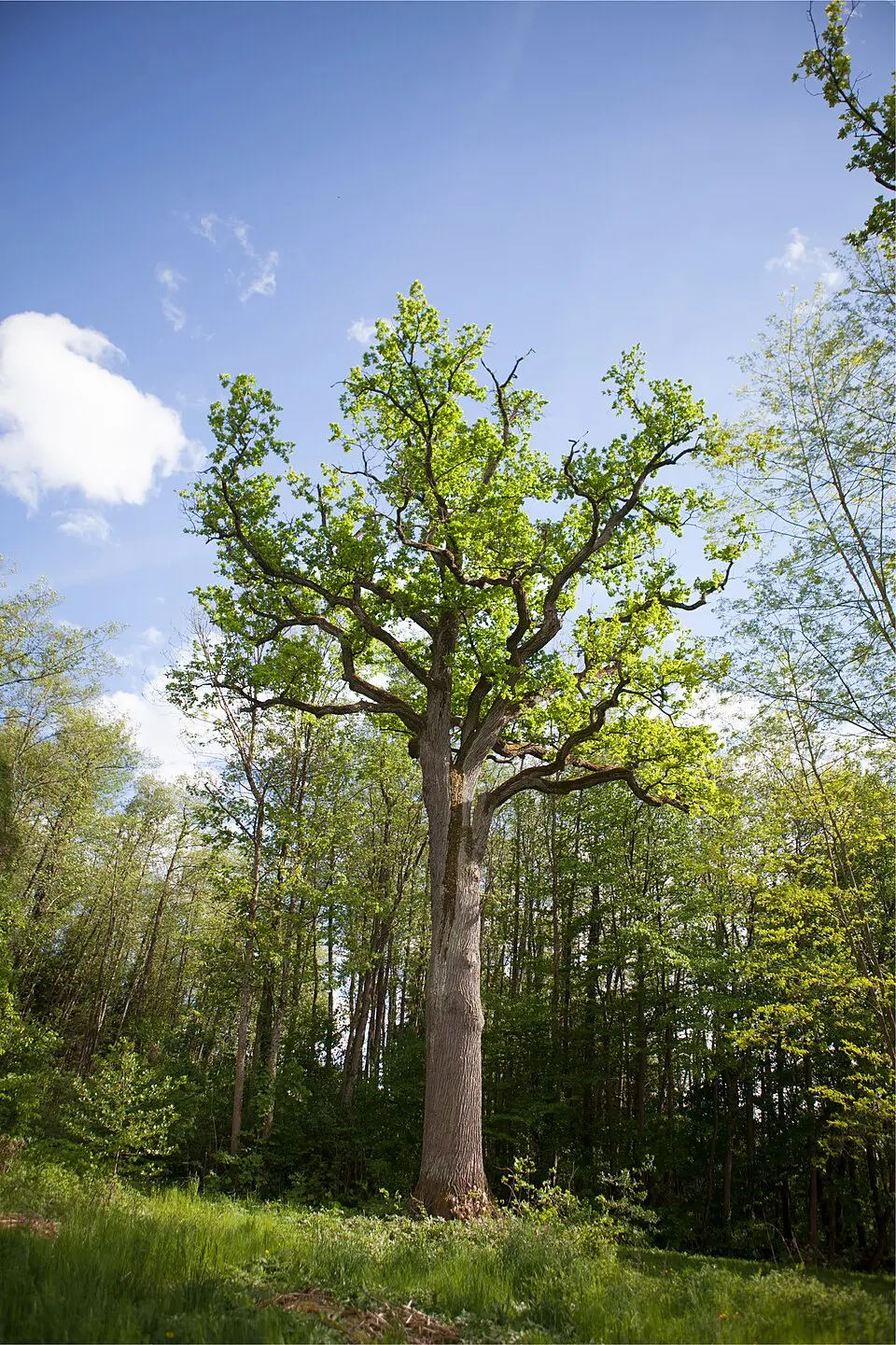 Eichen bei der Werndlkapelle